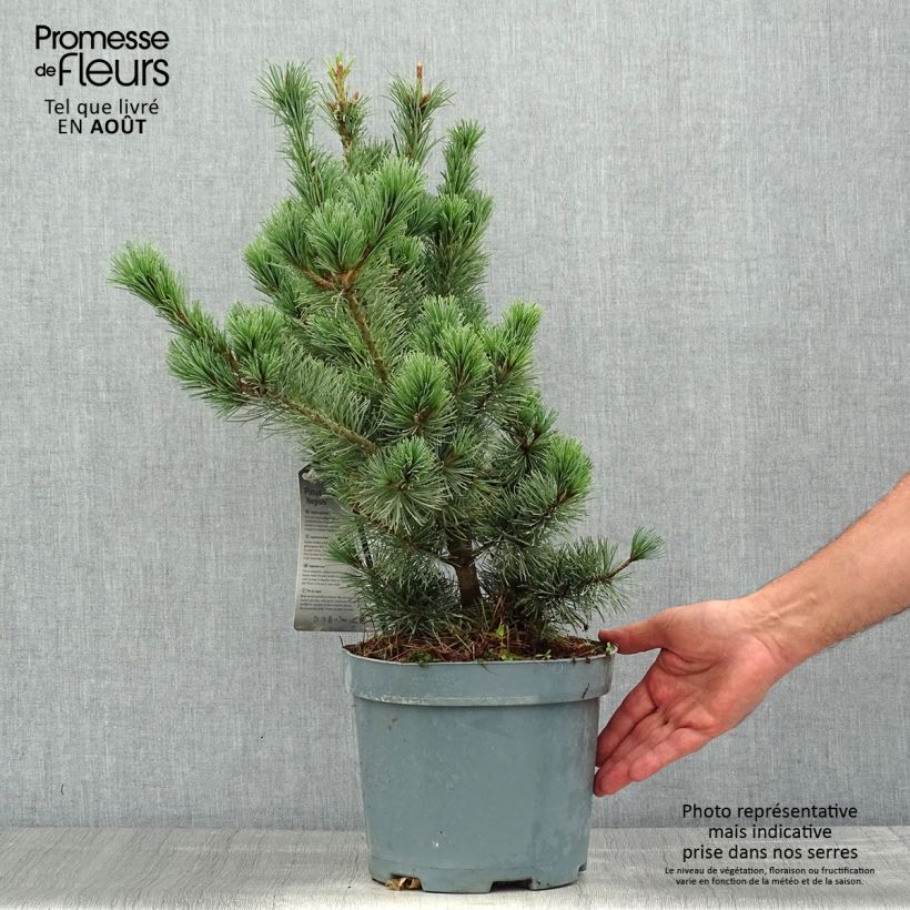 Exemplaar van Pinus parviflora Negishi - Japanse witte den Pot van 4 l/5 l zoals geleverd in de zomer