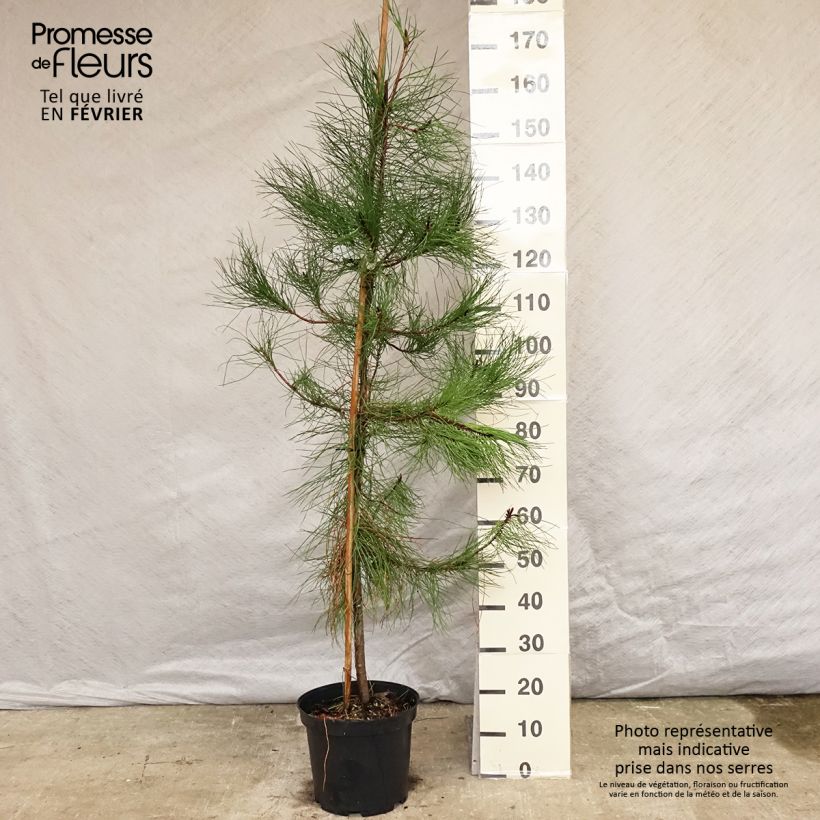Example of Pinus pinaster - Zeeden Pot van 7,5 l/10 l as you get in hiver