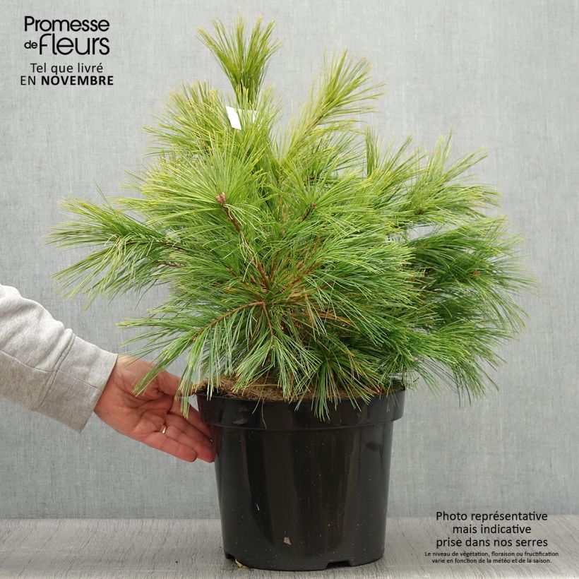 Exemplaar van Pinus strobus Minima - Weymouthden Pot van 7,5 l/10 l zoals geleverd in de herfst