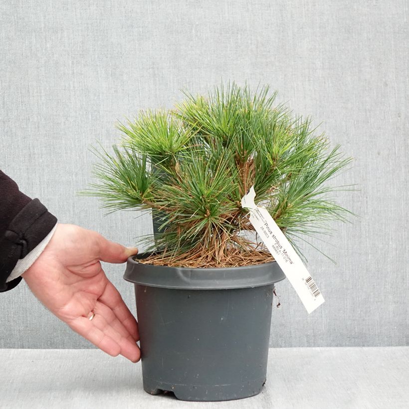 Exemplaar van Pinus strobus Minima - Weymouthden Pot van 2 l/3 l zoals geleverd in de herfst
