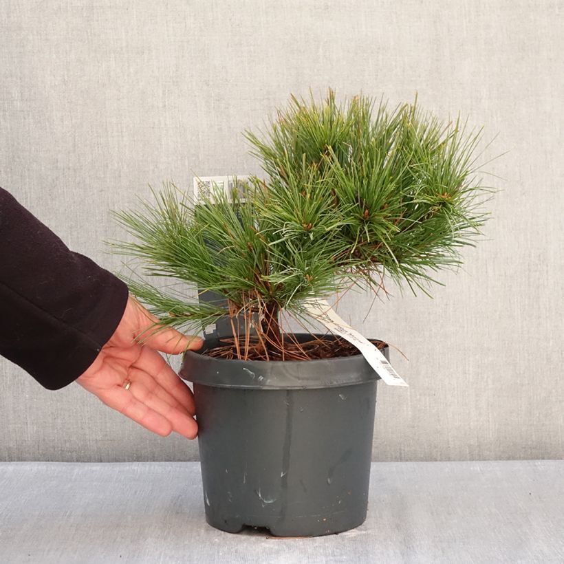 Example of Pinus strobus Minima - Pin de Weymouth Pot van 2 l/3 l as you get in hiver