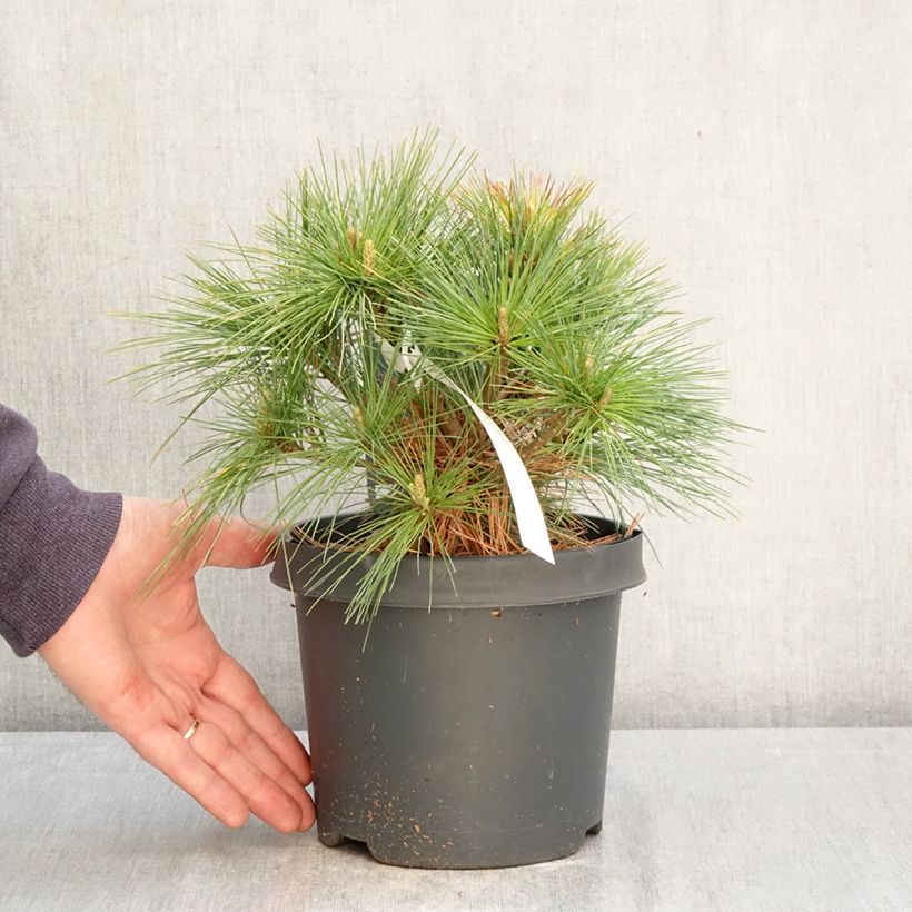 Exemplaar van Pinus strobus Minima - Weymouthden Pot van 2 l/3 l zoals geleverd in de lente
