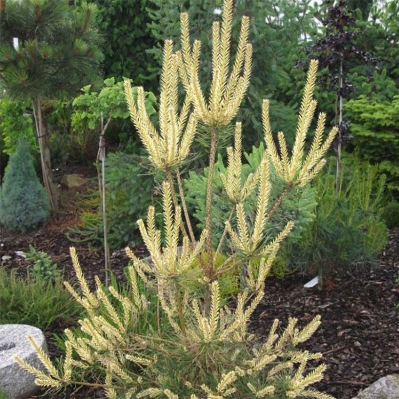 Pinus sylvestris Bialogon - Grove den (Foliage)