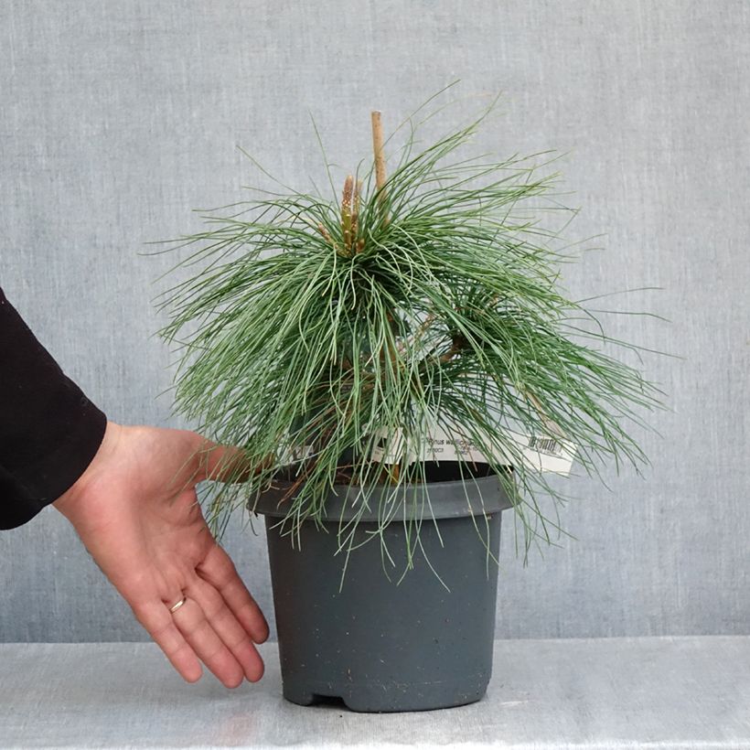Exemplaar van Pinus wallichiana - Tranenden Pot van 3 l/4 l zoals geleverd in de herfst