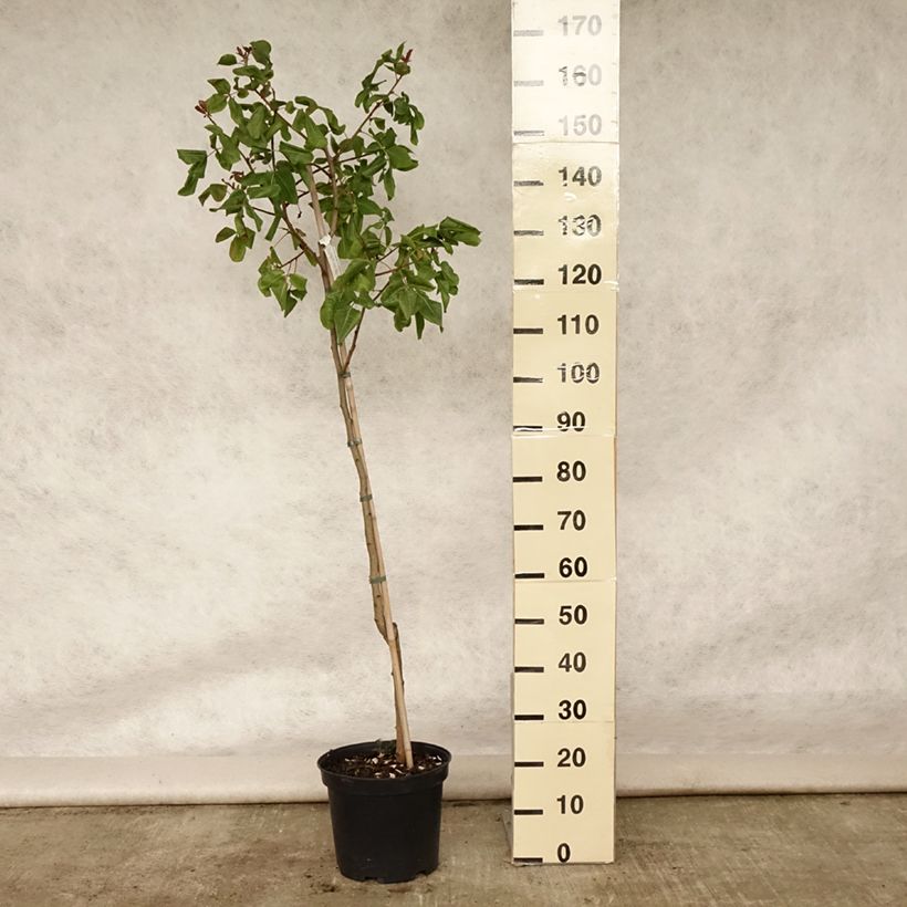 Exemplaar van Pistacheboom Kerman (vrouwelijk) Pot van 7,5 l/10 l, Half-hoge stam zoals geleverd in de zomer