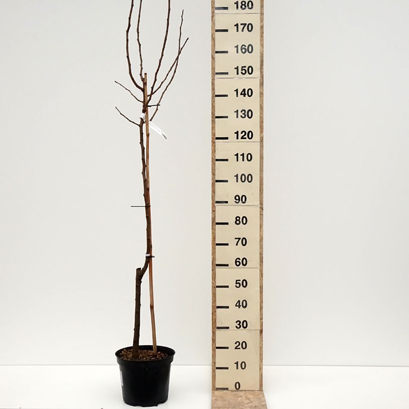 Exemplaar van Pistacheboom Kerman (vrouwelijk) Pot van 7,5 l/10 l, Half-hoge stam zoals geleverd in de winter