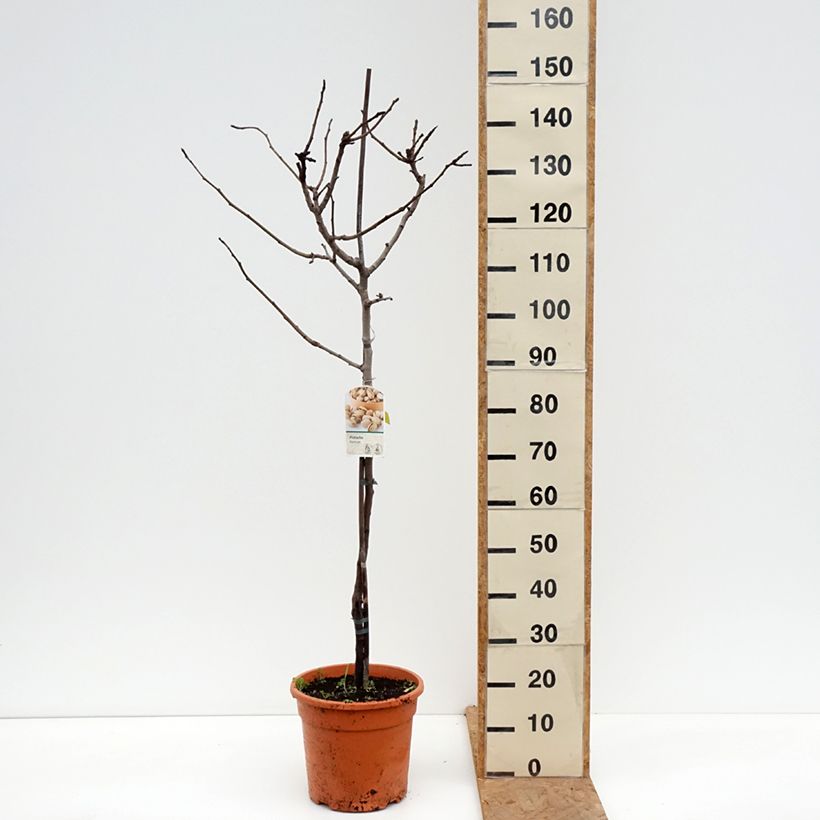 Exemplaar van Pistacheboom Kerman (vrouwelijk) Pot van 7,5 l/10 l, Half-hoge stam zoals geleverd in de herfst