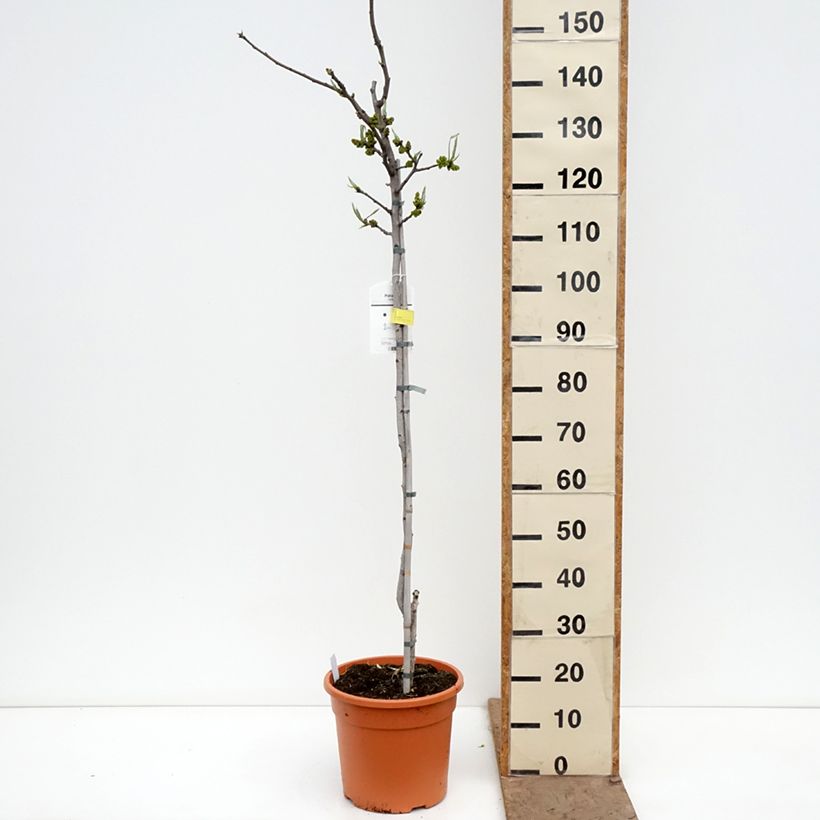 Exemplaar van Pistacheboom Peters (mannelijk) Pot van 7,5 l/10 l, Half-hoge stam zoals geleverd in de lente