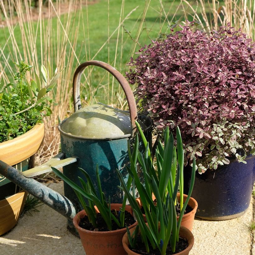 Pittosporum tenuifolium Bannow Bay - Australische laurier (Plant habit)