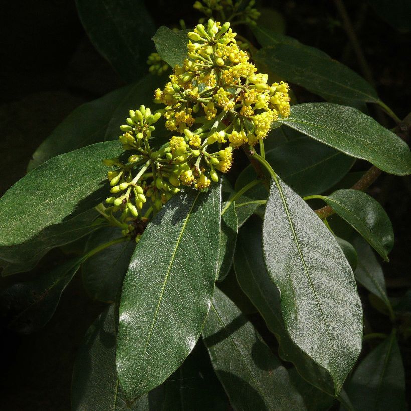 Pittosporum daphniphylloides - Australische laurier (Bloei)