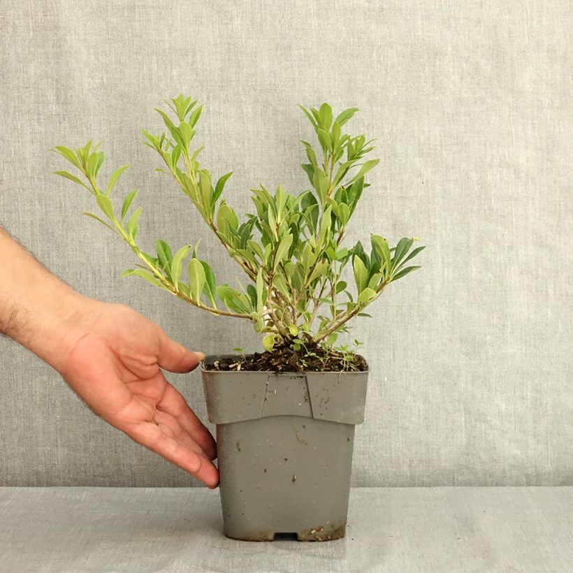 Exemplaar van Pittosporum Green Mound - Australische laurier Pot van 2 l/3 l zoals geleverd in de zomer