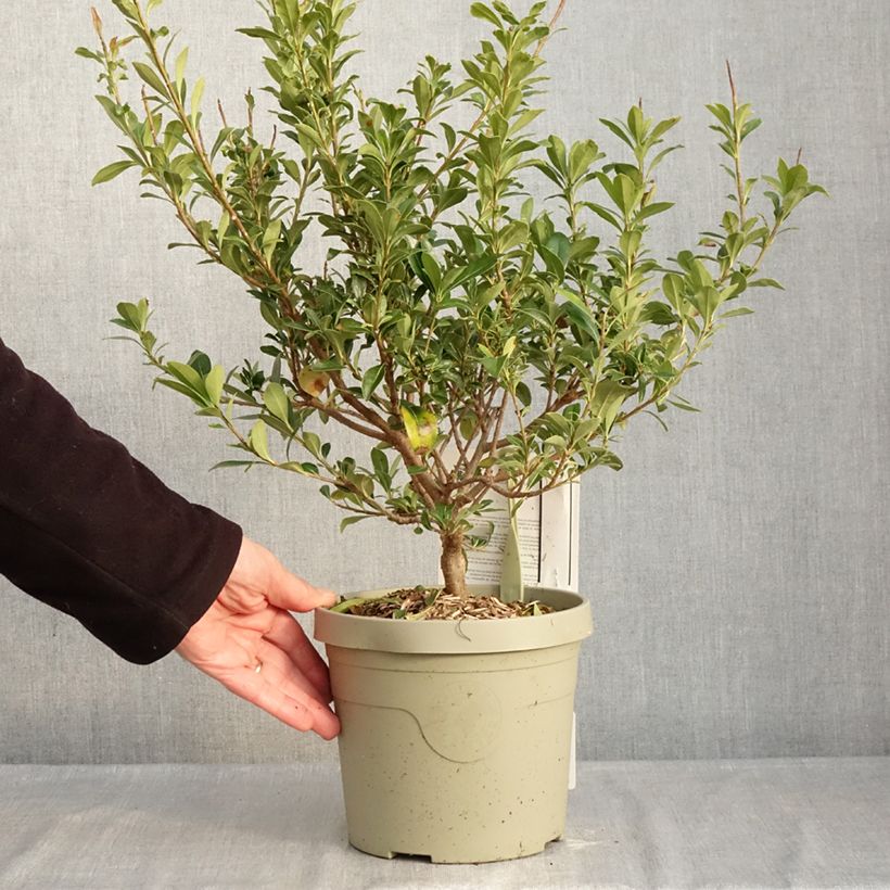 Exemplaar van Pittosporum Green Mound - Australische laurier Pot van 3 l/4 l zoals geleverd in de winter