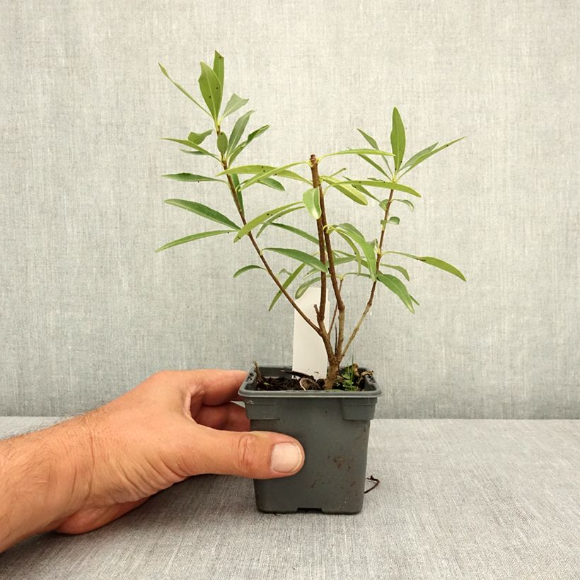 Exemplaar van Pittosporum heterophyllum Quissac - Australische laurier Kweekpotje van 8/9 cm zoals geleverd in de zomer