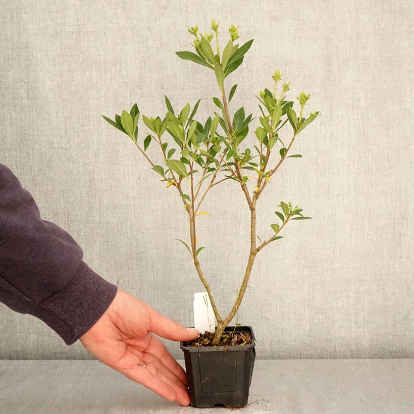 Exemplaar van Pittosporum heterophyllum Quissac - Australische laurier Kweekpotje van 8/9 cm zoals geleverd in de lente