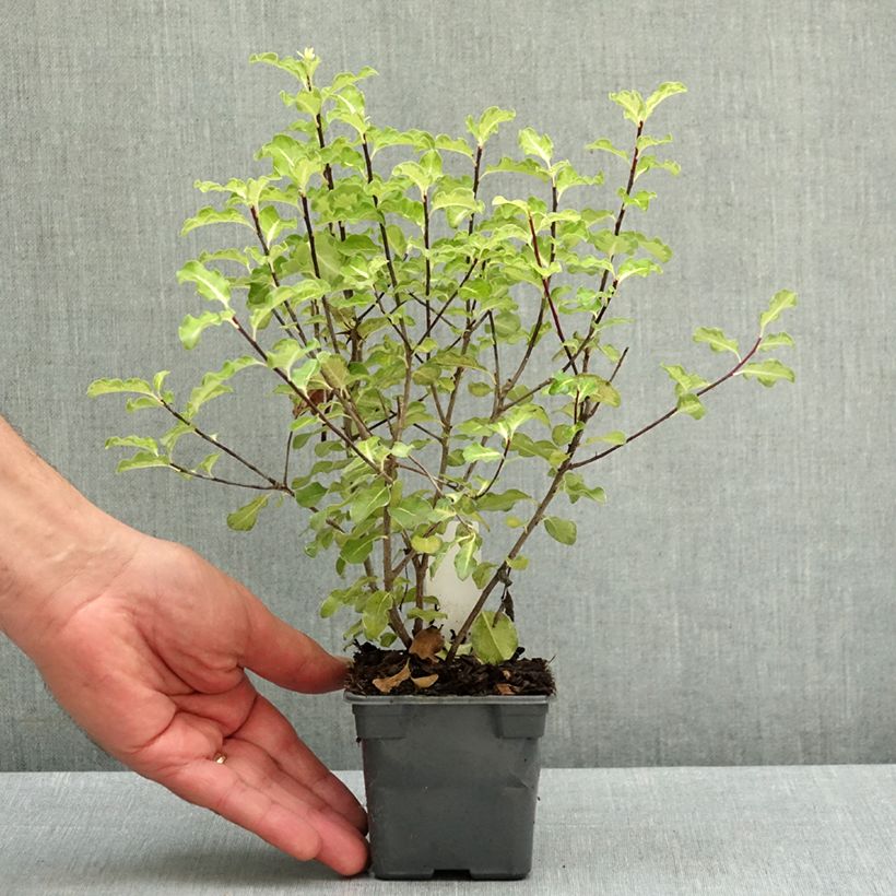 Exemplaar van Pittosporum tenuifolium Abbotsbury Gold - Australische laurier Kweekpotje van 8/9 cm zoals geleverd in de lente
