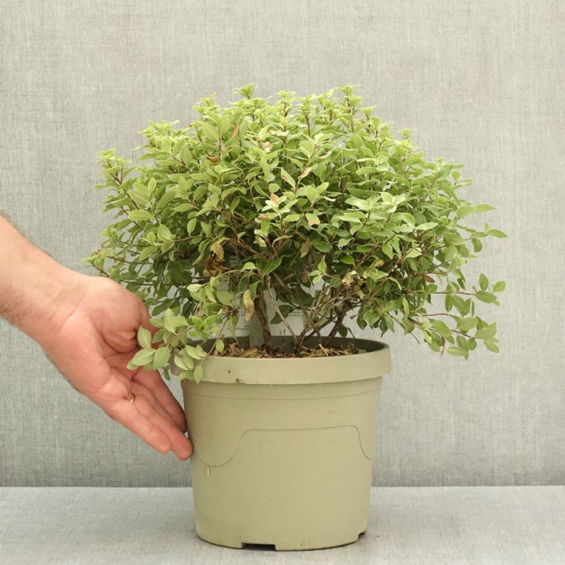 Exemplaar van Pittosporum tenuifolium Beach Ball - Australische laurier Pot van 3 l/4 l zoals geleverd in de zomer