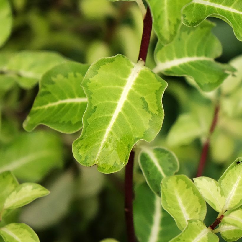 Pittosporum tenuifolium Brin de Soleil - Australische laurier (Blad)