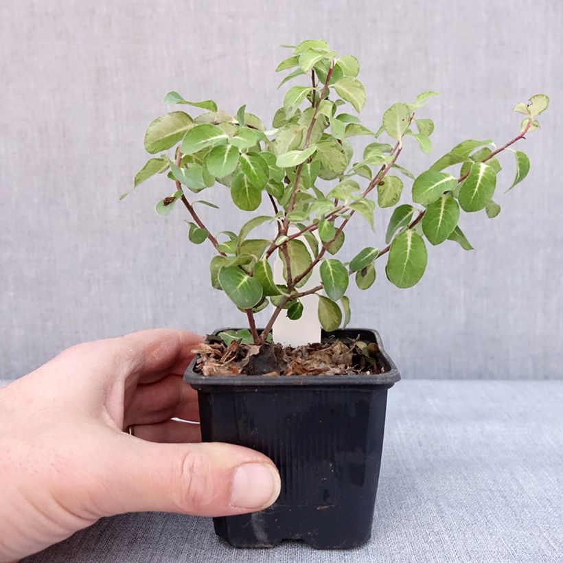 Example of Pittosporum tenuifolium Brin de Soleil - Australische laurier Kweekpotje van 8/9 cm as you get in hiver