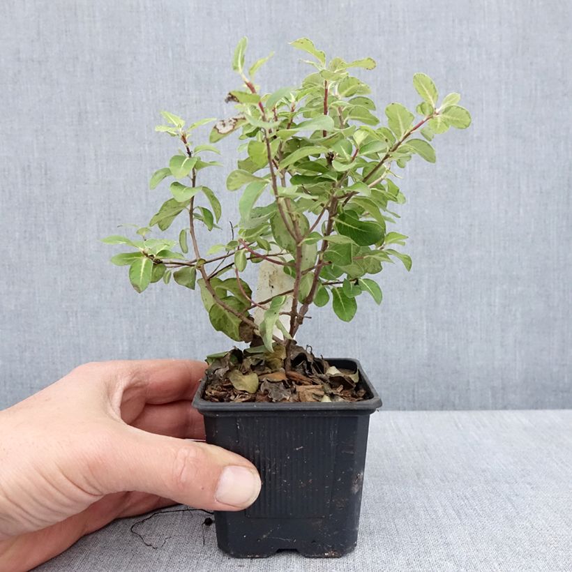 Exemplaar van Pittosporum tenuifolium Brin de Soleil - Australische laurier Kweekpotje van 8/9 cm zoals geleverd in de lente