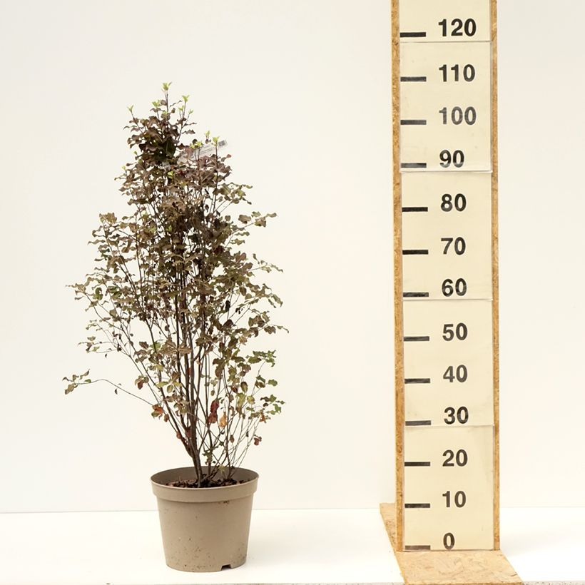 Exemplaar van Pittosporum tenuifolium Dark Diva - Australische laurier Pot van 4 l/5 l zoals geleverd in de zomer