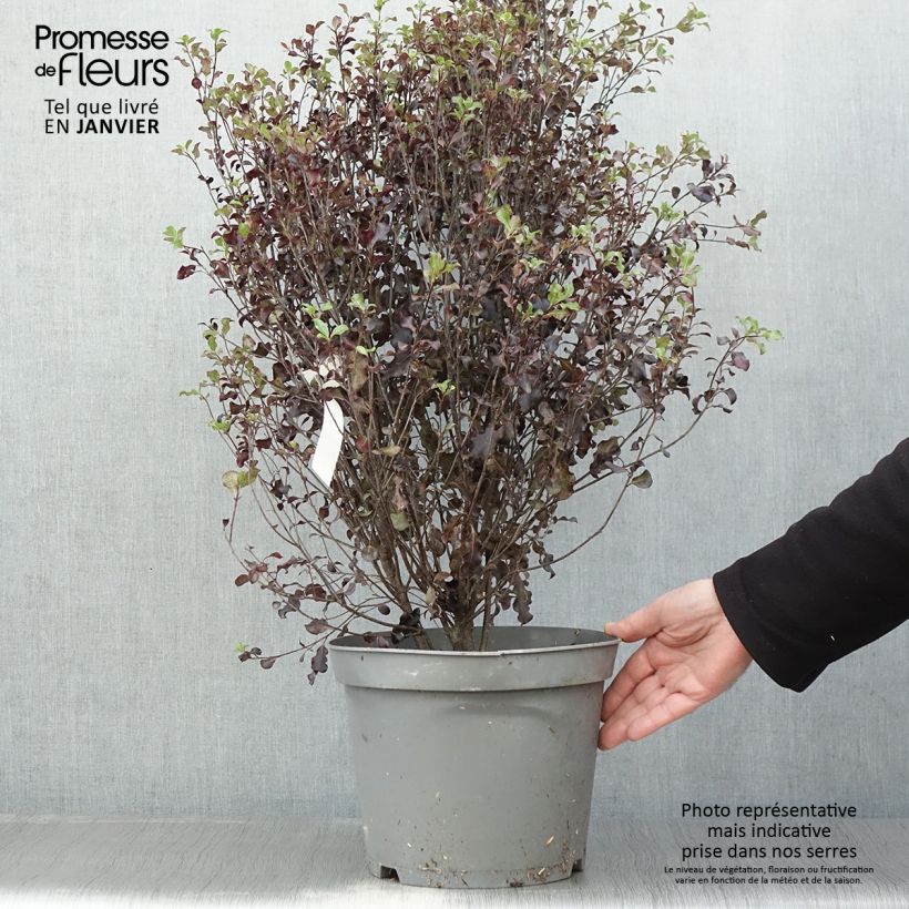 Example of Pittosporum tenuifolium Dark Diva - Pittospore à petites feuilles Pot van 4 l/5 l as you get in hiver