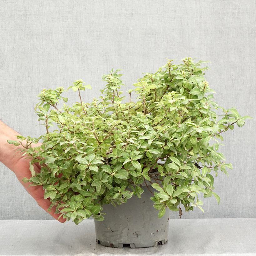 Exemplaar van Pittosporum tenuifolium Golden Ball - Australische laurier Pot van 2 l/3 l zoals geleverd in de zomer