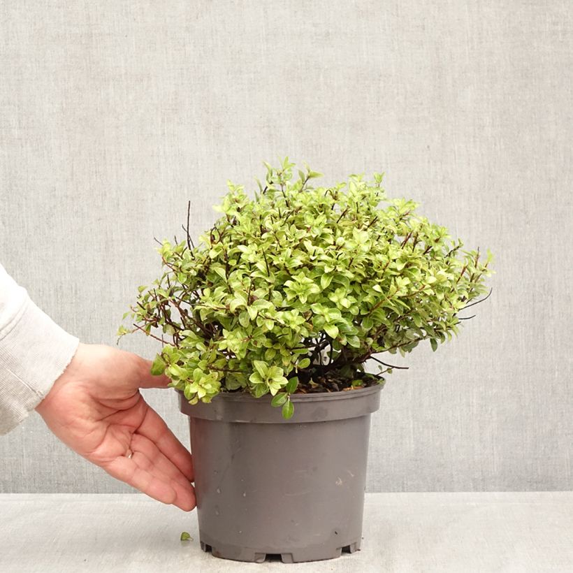 Exemplaar van Pittosporum tenuifolium Golden Ball - Australische laurier Pot van 2 l/3 l zoals geleverd in de lente