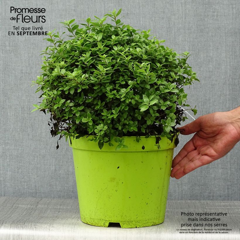 Exemplaar van Pittosporum tenuifolium Golf Ball - Australische laurier Pot van 7,5 l/10 l, Bolboom zoals geleverd in de herfst