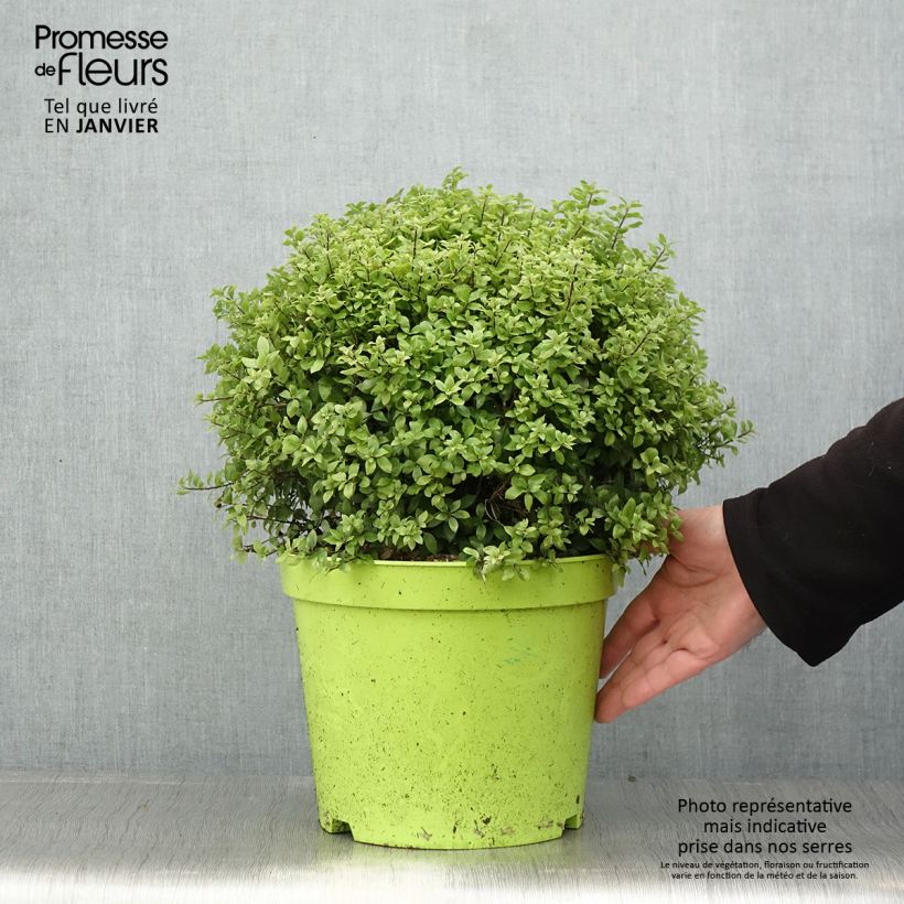 Example of Pittosporum tenuifolium Golf Ball - Australische laurier Pot van 7,5 l/10 l as you get in hiver