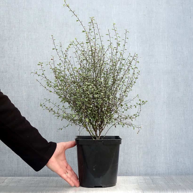 Example of Pittosporum tenuifolium Green Elf - Australische laurier Pot van 4 l/5 l as you get in hiver