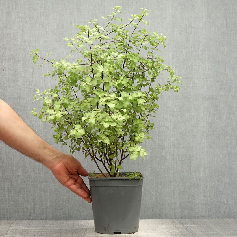 Exemplaar van Pittosporum tenuifolium Green Elf - Australische laurier Pot van 4 l/5 l zoals geleverd in de lente