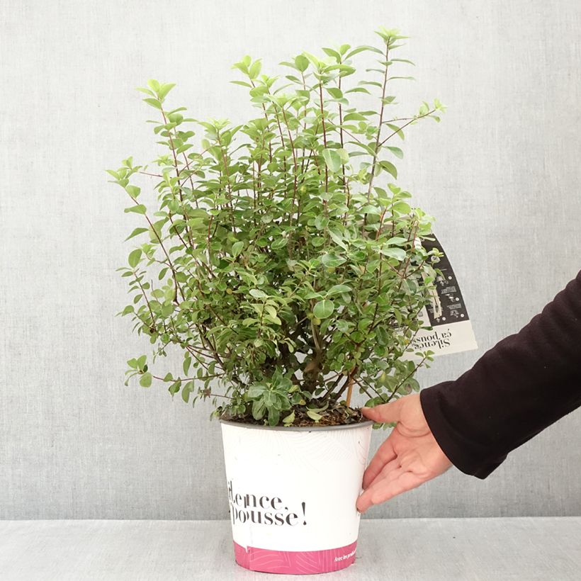 Example of Pittosporum tenuifolium Irish Luck - Pittospore à petites feuilles Pot van 2 l/3 l as you get in automne