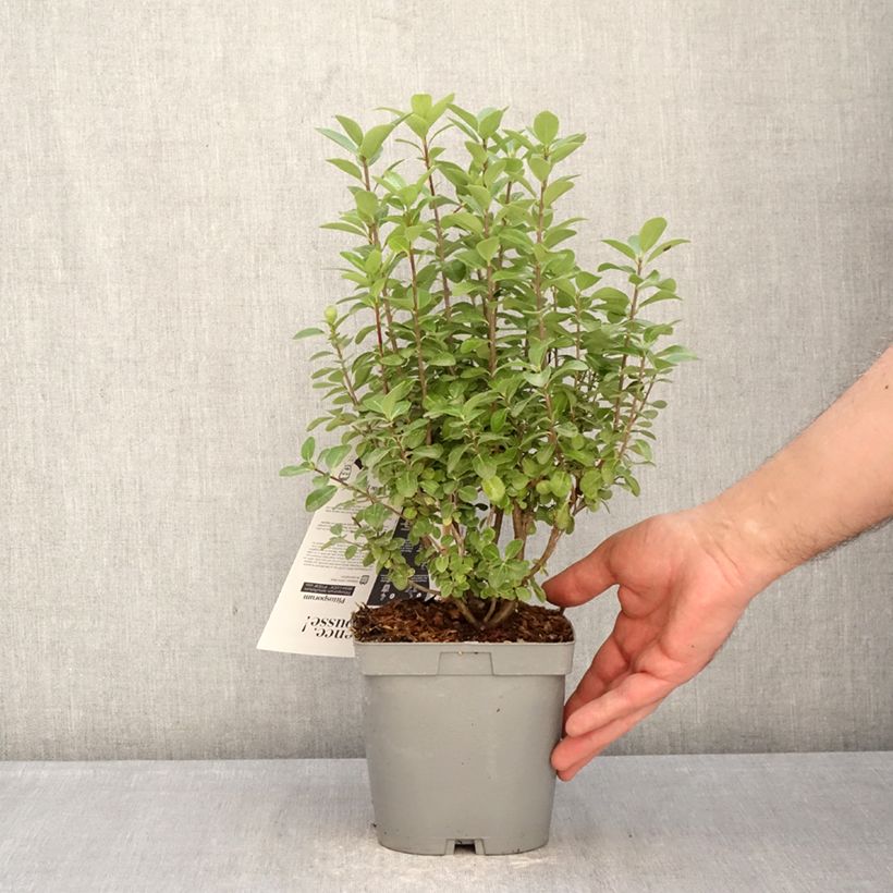 Exemplaar van Pittosporum tenuifolium Irish Luck - Australische laurier Pot van 2 l/3 l zoals geleverd in de winter