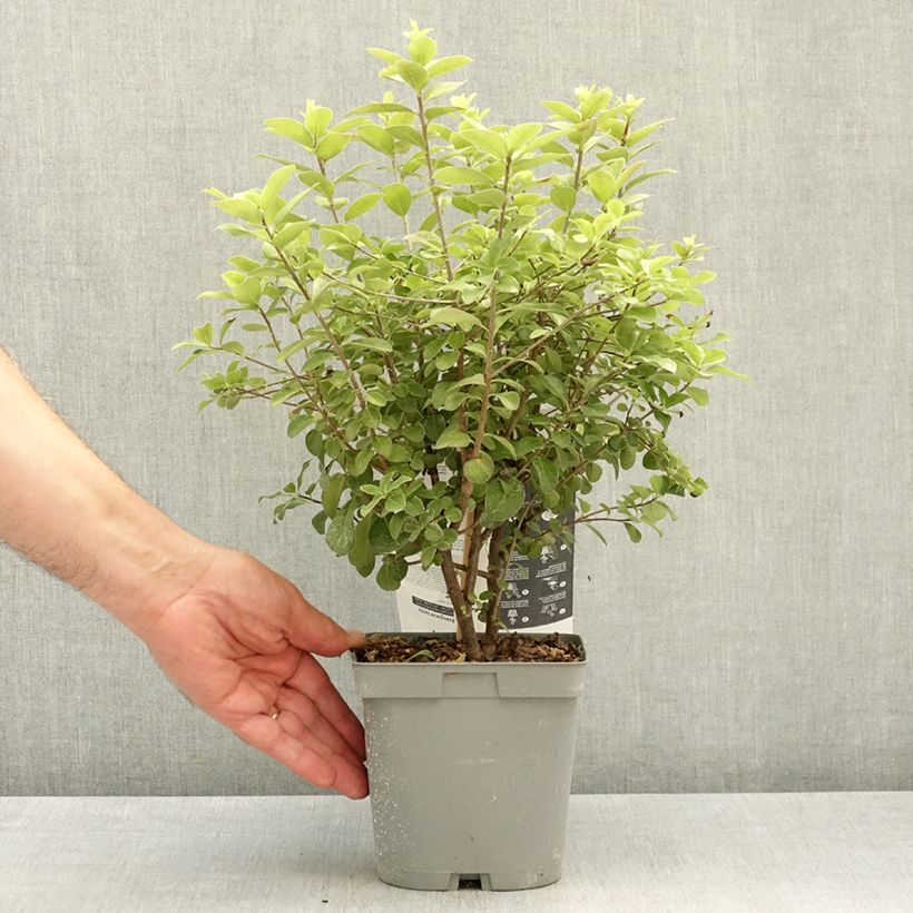 Exemplaar van Pittosporum tenuifolium Irish Luck - Australische laurier Pot van 2 l/3 l zoals geleverd in de lente