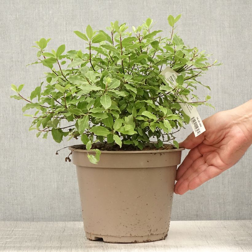 Exemplaar van Pittosporum tenuifolium Midget - Australische laurier Pot van 2 l/3 l zoals geleverd in de zomer