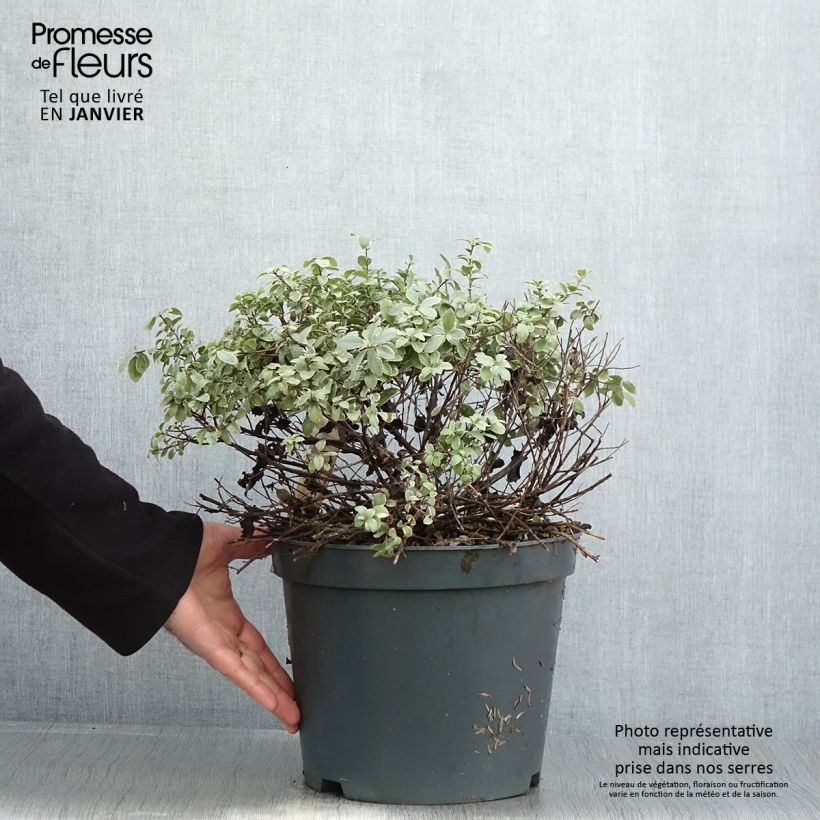Example of Pittosporum tenuifolium Silver Ball Pot van 7,5 l/10 l as you get in hiver
