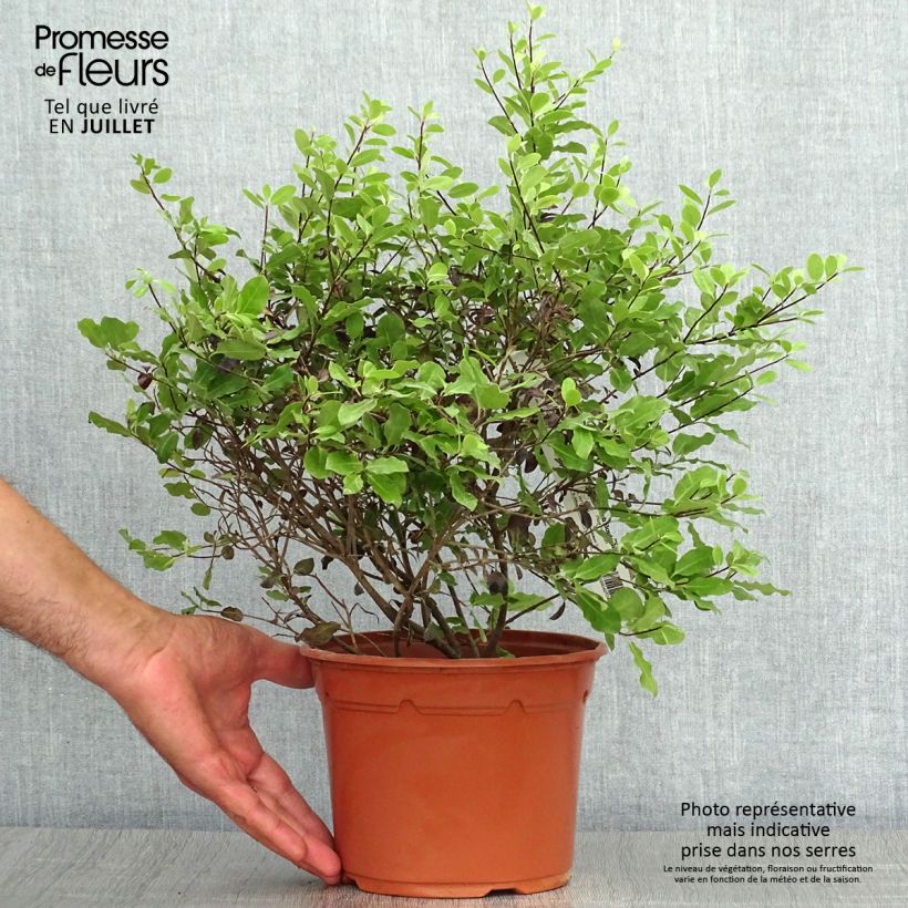Exemplaar van Pittosporum tenuifolium Tom Thumb - Australische laurier Pot van 2 l/3 l zoals geleverd in de zomer