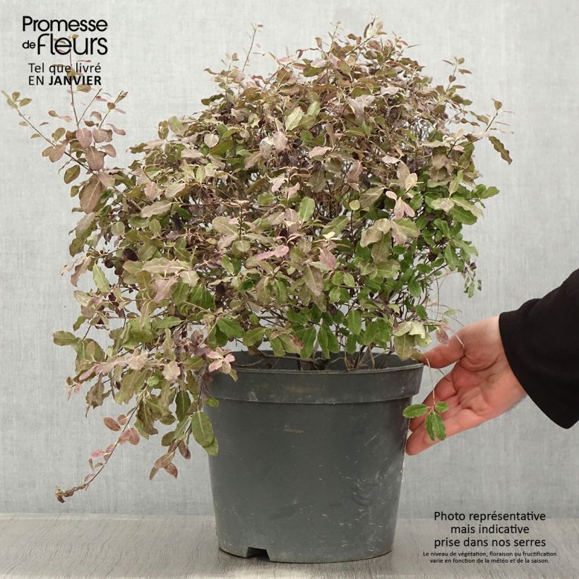 Example of Pittosporum tenuifolium Tom Thumb - Pittosporum à petites feuilles Pot van 6 l/7 l as you get in hiver