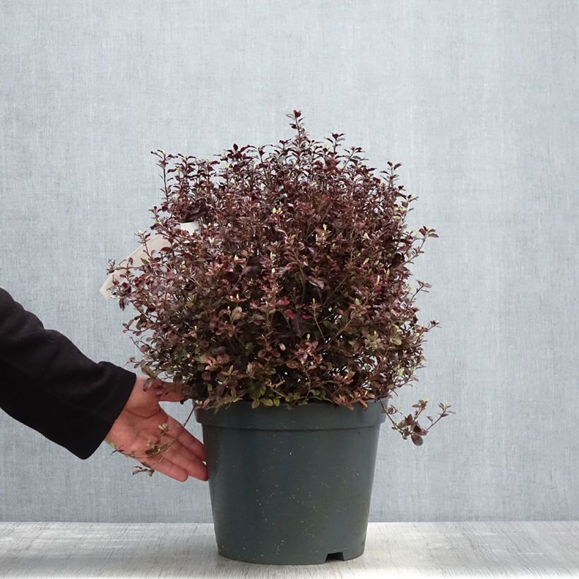 Exemplaar van Pittosporum tenuifolium Tom Thumb - Australische laurier Pot van 6 l/7 l zoals geleverd in de lente