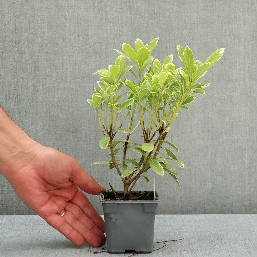Exemplaar van Pittosporum tobira Neige du mont Ventoux - Kleefzaad Kweekpotje van 8/9 cm zoals geleverd in de lente