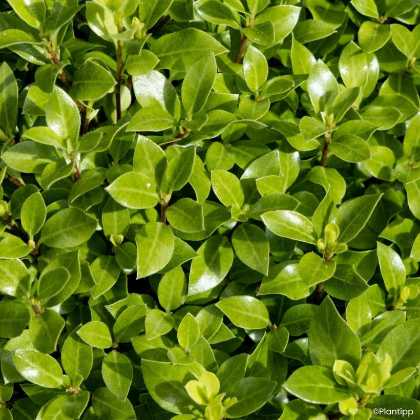 Pittosporum tenuifolium Beach Ball - Australische laurier (Blad)