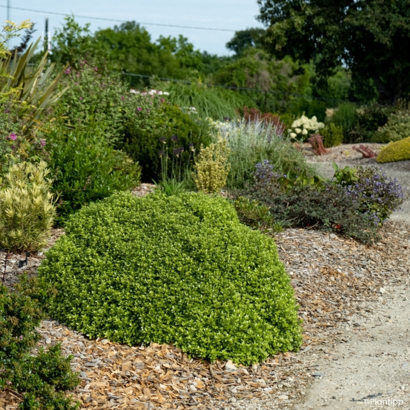 Pittosporum tenuifolium Beach Ball - Australische laurier (Groeiplaats)