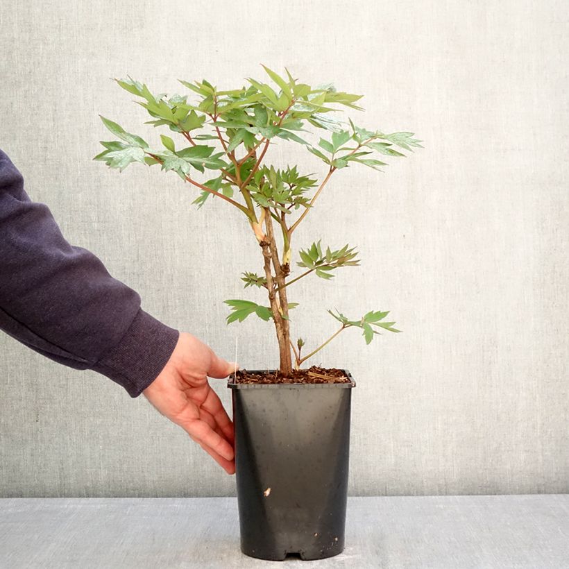 Exemplaar van Paeonia suffruticosa Bai Yuan Hong Xia - Boompioen Pot van 2 l/3 l zoals geleverd in de lente