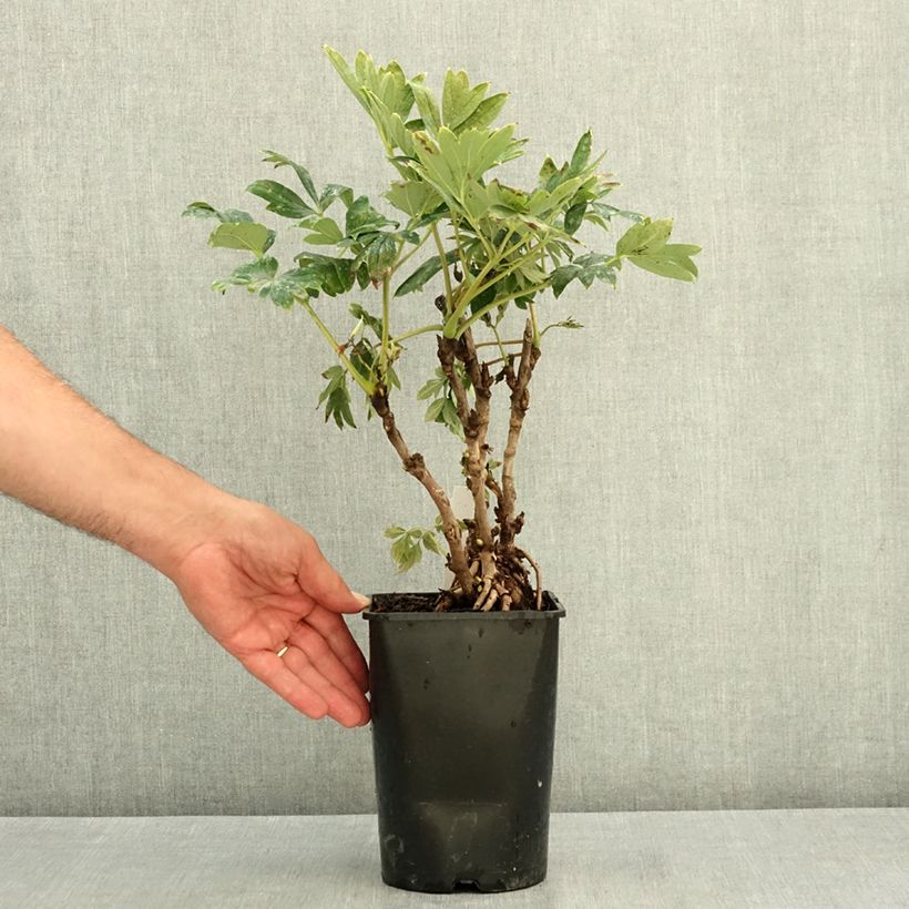 Exemplaar van Paeonia suffruticosa 08 Juan Ye Hong - Boompioen Pot van 2 l/3 l zoals geleverd in de zomer