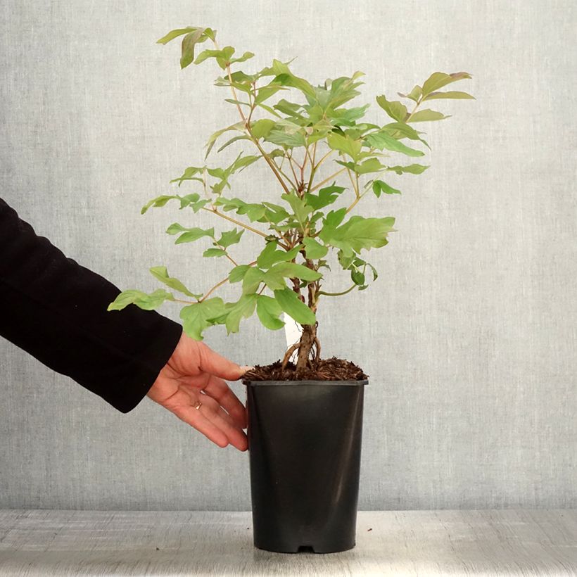 Exemplaar van Paeonia suffruticosa 08 Juan Ye Hong - Boompioen Pot van 2 l/3 l zoals geleverd in de lente