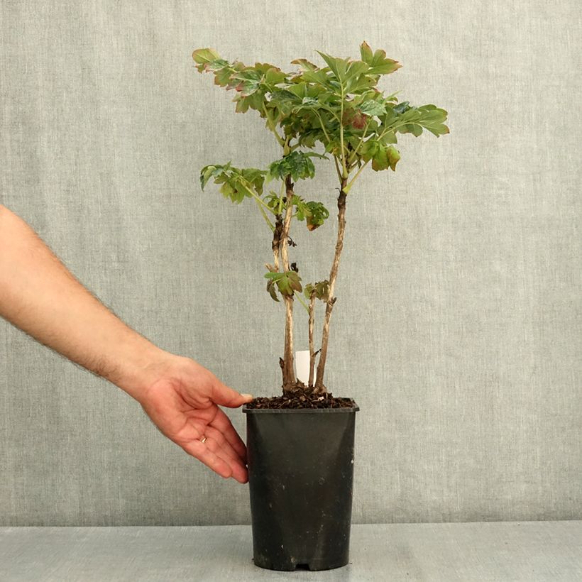 Exemplaar van Paeonia suffruticosa Lu He Hong - Boompioen Pot van 2 l/3 l zoals geleverd in de zomer