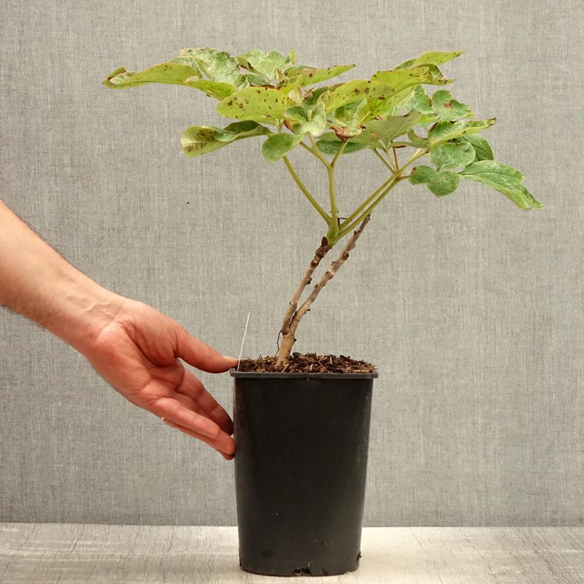 Exemplaar van Paeonia suffruticosa Xue Ta - Boompioen Pot van 2 l/3 l zoals geleverd in de lente