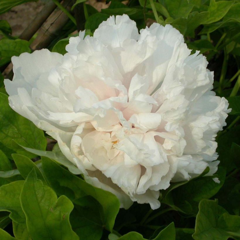 Paeonia suffruticosa Xue Ta - Boompioen (Flowering)