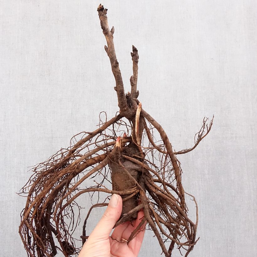 Example of Pivoine arbustive Camouflage (Dao Jin) - Paeonia suffruticosa Stam 3/5 ogen as you get in hiver