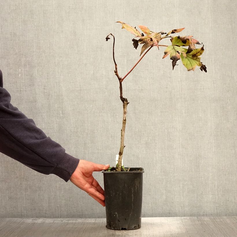 Exemplaar van Paeonia suffruticosa Jin Ge - Boompioen Pot van 2 l/3 l zoals geleverd in de herfst